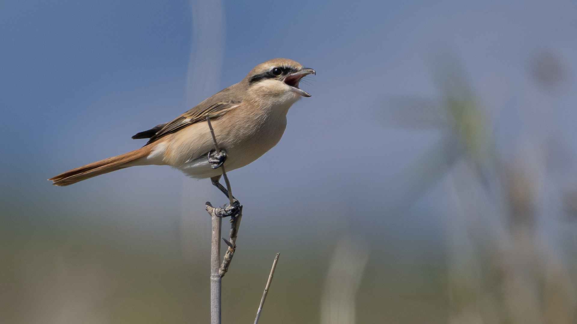 Isabelline Shrike